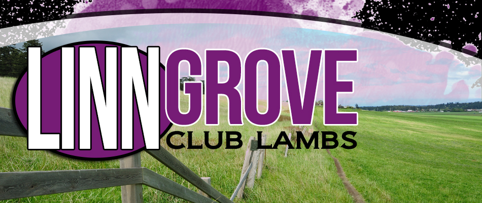 Linn Grove Club Lambs