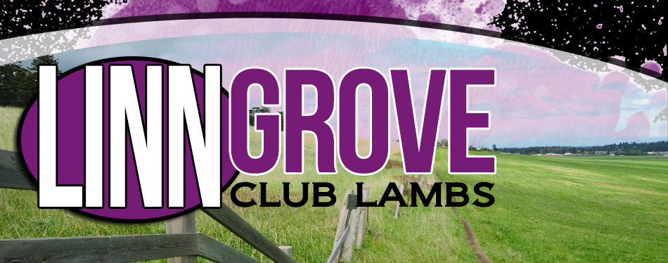 Linn Grove Club Lambs