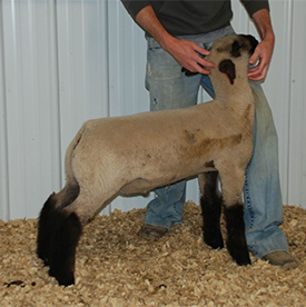 Sire