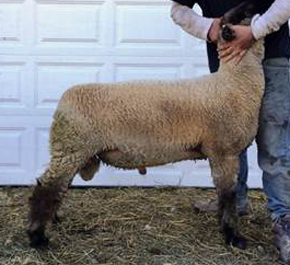 middlesworth sire mw